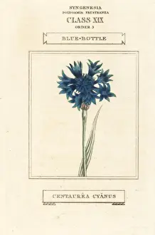 Duppa Prints: Cornflower, Cyanus segetum