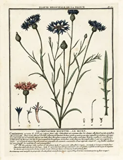Colour Printing Prints: Cornflower, Cyanus segetum