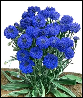 Horticulture Prints: Cornflower (Dwarf) Jubilee Gem, Centaurea Cyanus