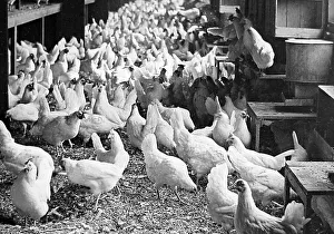 Hens Prints: Corning Egg Farm, Bound Brook, New Jersey, USA early 1900s