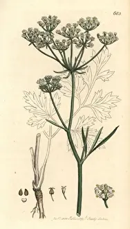 Cornish lovage or licorice-root, Physospermum cornubiense