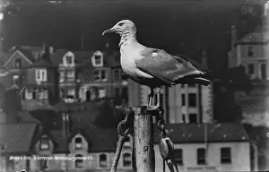 Looe Prints: A Cornish Seagull