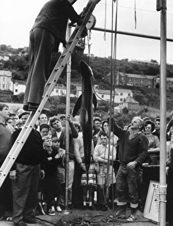 Images Dated 29th March 2011: Cornish Shark Catch