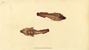 Donovan Prints: Cornish sucker, Lepadogaster purpurea