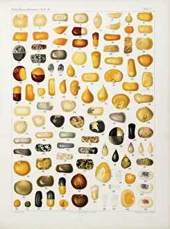 Development Collection: Corns and grains at different stages of development