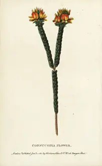 Newsouthwales Prints: Cornucopia flower