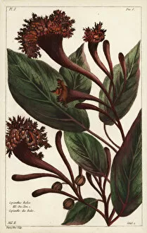 Buchoz Gallery: Cornucopian shrub, Copianthus indica