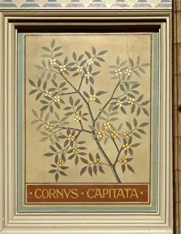 Cornus capitata, dogwood