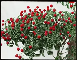 Shrub Prints: Cornus Kousa (Japanese Flowering Dogwood)