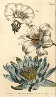 Lily Gallery: Corolla examples: monopetalous bindweed, hexapetala