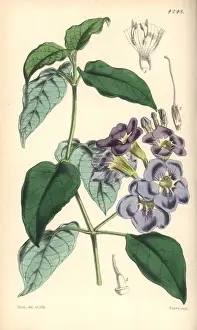 Coromandel Prints: Coromandel asystasia, Asystasia coromandeliana