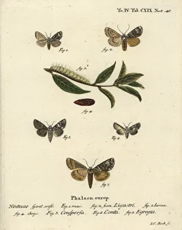 Klinger Collection: Coronet, marbled coronet, varied coronet and green