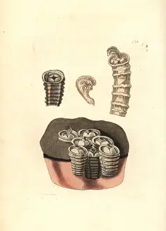 Richardpolydorenodder Prints: Coronulid barnacles, Tubicinella major