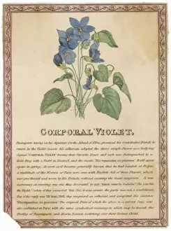 Posy Prints: Corporal Violet