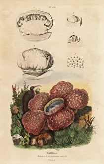 Corpse lily, Rafflesia arnoldii Corpse lily, Rafflesia arnoldii