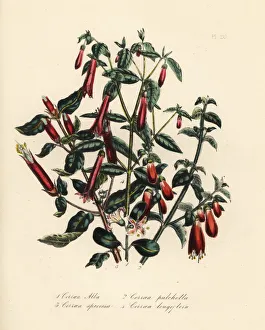 Alba Gallery: Correa species