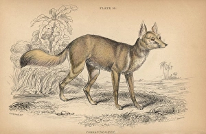 Jardine Collection: Corsac fox, Vulpes corsac