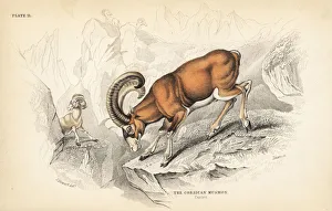 Aries Collection: Corsican mouflon, Ovis aries musimon