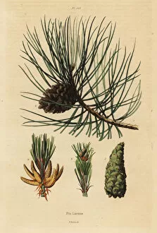 Corsican pine tree, Pinus nigra subsp. laricio