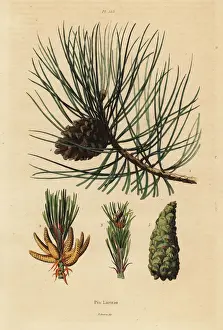 Dhistoire Prints: Corsican pine tree, Pinus nigra subsp. laricio