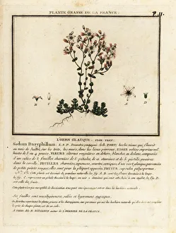 Colour Printing Prints: Corsican stonecrop, Sedum dasyphyllum