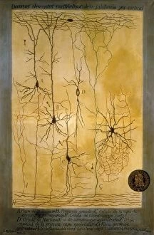 Santiago Gallery: Cortical grey matter schema by Santiago Ramon Y Cajal
