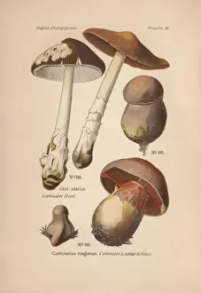 Dufour Prints: Cortinar mushrooms: long-stemmed Cortinarius