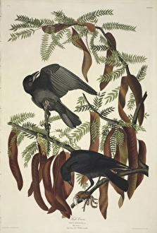 Acrididae Gallery: Coruvs ossifragus, fish crow