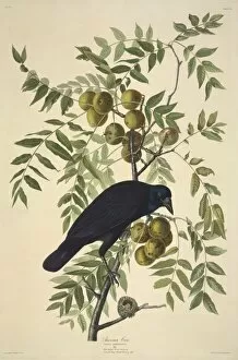 Eurosid Collection: Corvus brachyrhynchos, American crow