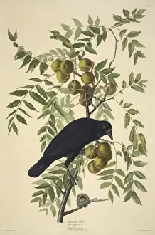 Crow Prints: Corvus brachyrhynchos, American crow