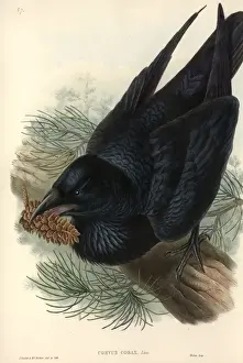 Corvus corax, common raven