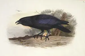Corvus Prints: Corvus corax, northern raven