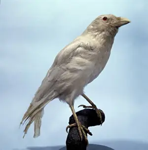 Corvus corone, carrion crow