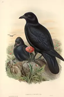 Eudicotinae Prints: Corvus corone, carrion crow