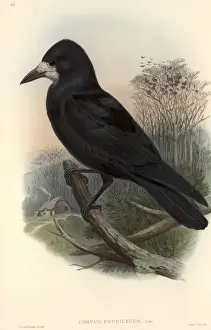 Corvus Prints: Corvus frugilegus, rook