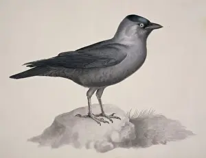 Macgillivray Prints: Corvus monedula, Eurasian jackdaw