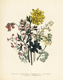 Nobilis Collection: Corydalis species