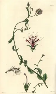 Corymbosa Prints: Corymbose African lobelia, Lobelia corymbosa