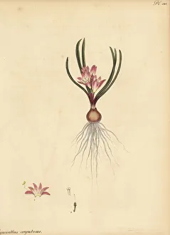 Henry Andrews Prints: Corymbous Cape cowslip, Lachenalia corymbosa