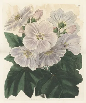 Shrub Prints: Corynabutilon vitifolium