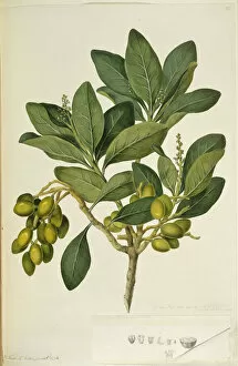 Rosid Gallery: Corynocarpus laevigatus, karaka tree