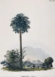 Commelinid Prints: Corypha cerifera, Brazilian wax palm
