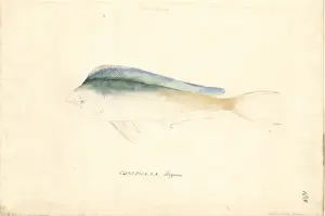 Forster Prints: Coryphaena hippurus, common dolphinfish