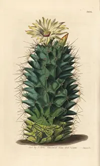 Mammillaria Prints: Coryphantha octacantha cactus