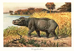 Eocene Prints: Coryphodon radians, extinct pantodont mammal of the Eocene