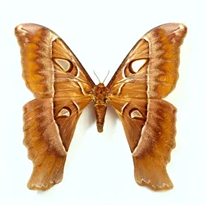 Moth Prints: Coscinocera hercules, Austrlian hercules moth