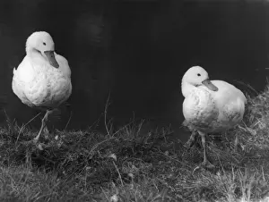 Regarded Prints: Coscoroba Swans