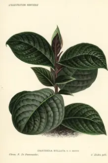 Cosmianthemum bullatum