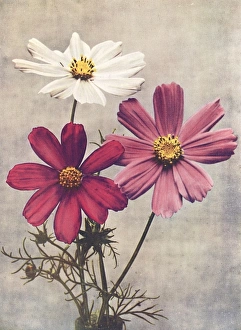 Images Dated 21st June 2012: Cosmos Bipannatus