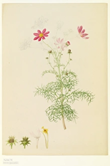 Cosmos bipinnatus, cosmos - Illustration from Delineation of exotic plants cultivated in the Royal Garden at Kew (1796) by Franz Andreas Bauer (1758-1840). Held in the Botany Library at the Natural History Museum, London. Date: 1796 Cosmos bipinnatus, cosmos